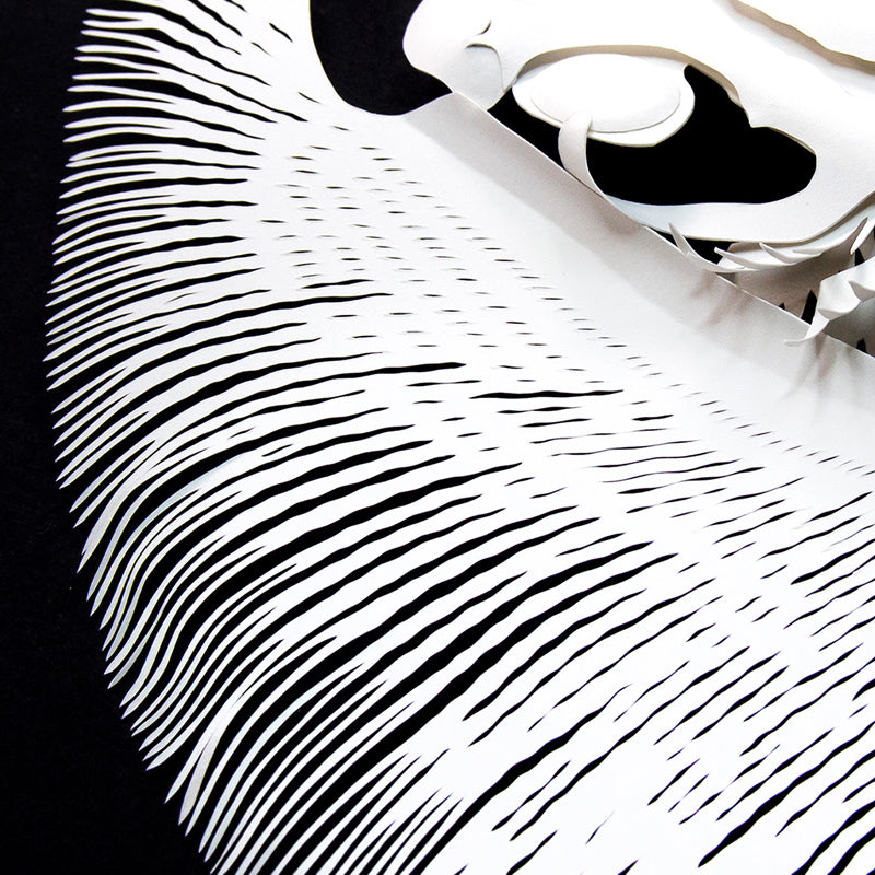 Urotry Gonidae (Sting Ray)