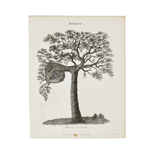 Botany (Mimosa)  Antique 1820 Engraving from "The Modern Encyclopedia: The Latest Discoveries in each Department of Knowledge."  1820s etching depicting a Mimosa tree.  Measures 10.5 x 8.25 inches.