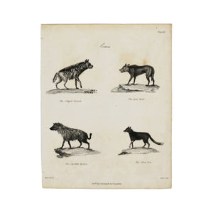 Canis Plate III  Antique 1820 Engraving from "The Modern Encyclopedia: The Latest Discoveries in each Department of Knowledge."  1820s etching depicting four different canines: The Striped Hyena, The Spotted Hyena, The Red Wolf, and The Silver Fox.  Measures 10.5 x 8.25 inches.
