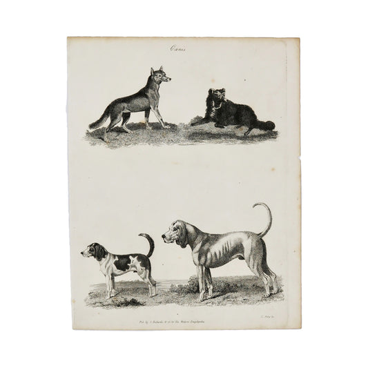 Canis (Hounds)  Antique 1820 Engraving from "The Modern Encyclopedia: The Latest Discoveries in each Department of Knowledge."  1820s etching depicting four (unlabelled) canines.  Measures 10.5 x 8.25 inches