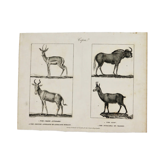 Capra  Antique 1820 Engraving from "The Modern Encyclopedia: The Latest Discoveries in each Department of Knowledge."  1820s etching depicting four animals from the genus Capra: The Corine Antelope, The Cervine Antelope or Antelope Bubalis, The Gnou, and The Rupacapra or Chamois.  Measures 10.5 x 8.25 inches