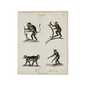 Mammalia, Simia Plate I  Antique 1820 Engraving from "The Modern Encyclopedia: The Latest Discoveries in each Department of Knowledge."  1820s etching depicting four primates: Simia regalis, Maucanco, Ouran Outang, and Gibbon or Long Armed Ape.  Measures 10.5 x 8.25 inches.