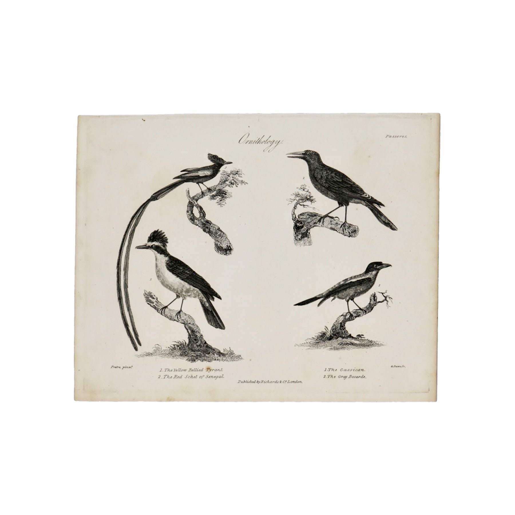 Ornithology (Yellow Bellied Tyrant, Red Schet of Senegal, The Cassican, The Gray Beoarde)  Antique 1820 Engraving from "The Modern Encyclopedia: The Latest Discoveries in each Department of Knowledge."  1820s etching depicting four birds: The Yellow Bellied Tyrant, The Red Schet of Senegal, The Cassican, and The Gray Beoarde.  Measures 10.5 x 8.25 inches.