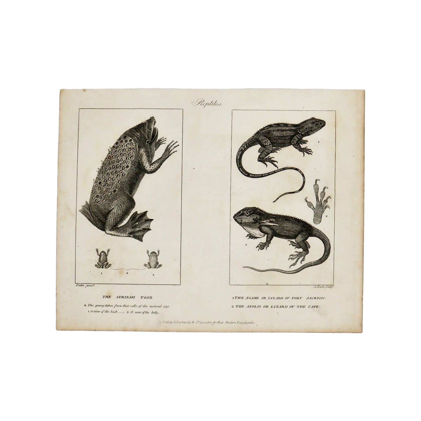 Reptiles (The Surinam Toad, The Agame, the Anolis)  Antique 1820 Engraving from "The Modern Encyclopedia: The Latest Discoveries in each Department of Knowledge."  1820s etching depicting 3 reptiles: The Surinam Toad, The Agame or Lizard of Port Jackson, and the Anolis or Lizard of the Cape.  Measures 10.5 x 8.25 inches.